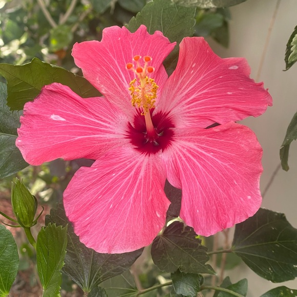 Meet your Posher, Ellie - Picture 1 of 1